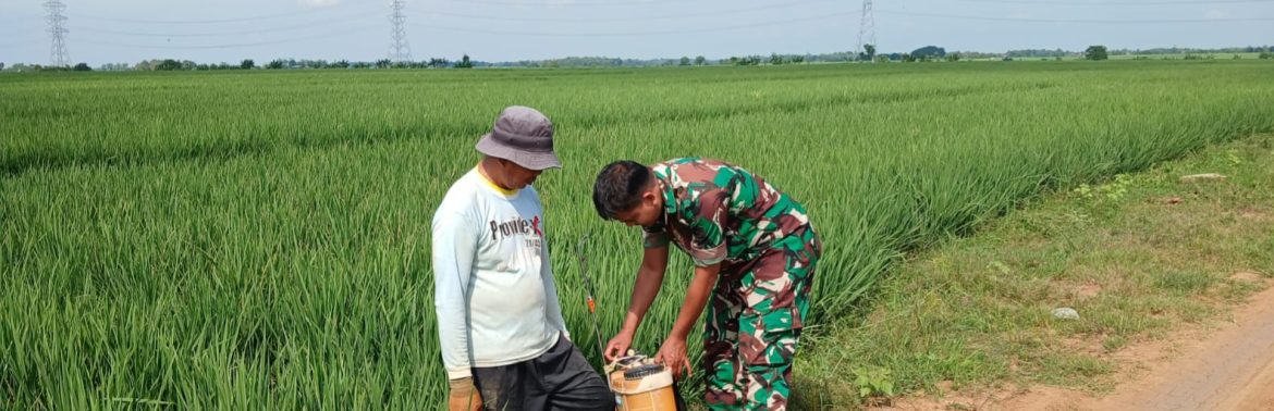 Babinsa Koramil 1605 Sukagumiwang Laksanakan Monitoring dan Pendampingan Pertanian di Desa Tersana