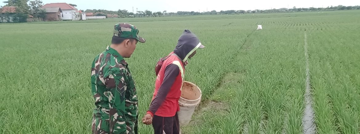 Babinsa Koramil 1605/Sukagumiwang Laksanakan Monitoring dan Pendampingan Pertanian di Desa Sukawera