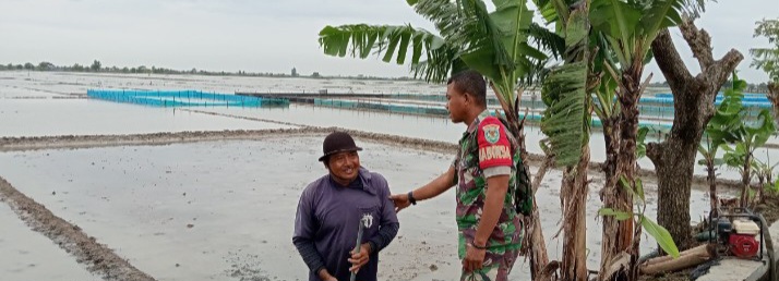 Babinsa Koramil 1603/Lohbener Laksanakan Pendampingan Pertanian di Wilayah Binaan