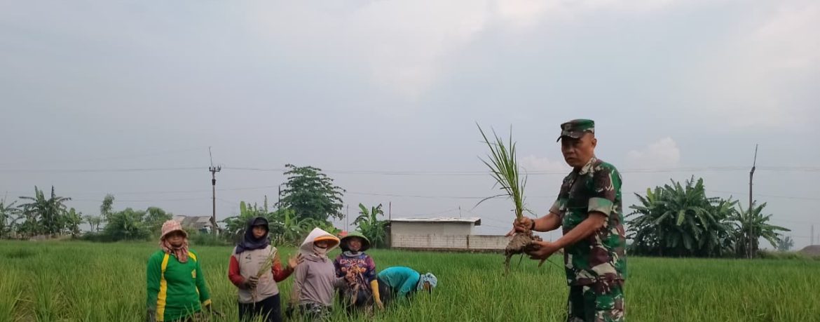 Babinsa Koramil 1605 Sukagumiwang Monitoring dan Dampingi Petani di Desa Kertasemaya