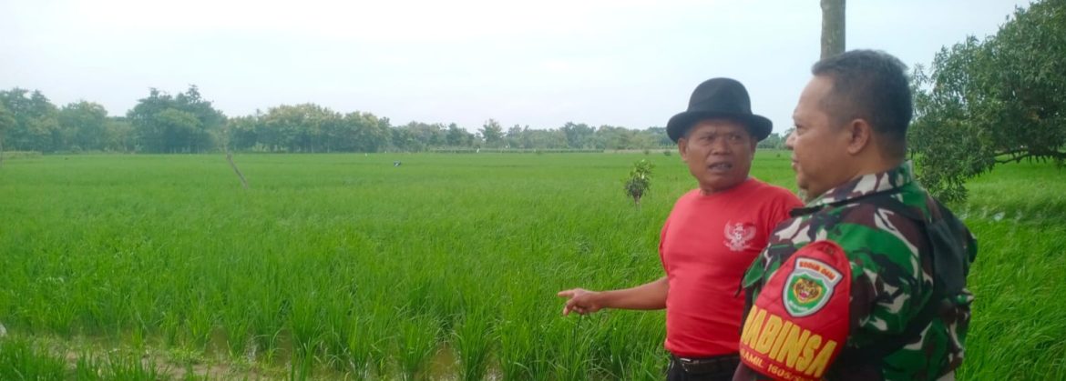 Babinsa Koramil 1605/Sukagumiwang Monitoring dan Pendampingan Pertanian di Desa Sukagumiwang