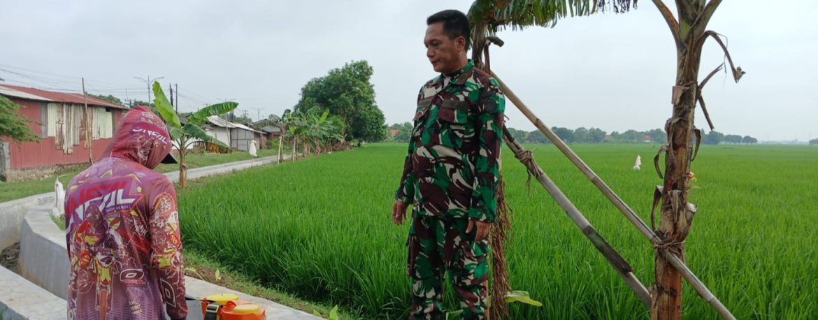 Babinsa Koramil 1605 Sukagumiwang Monitoring dan Dampingi Kegiatan Pertanian di Desa Tulungagung