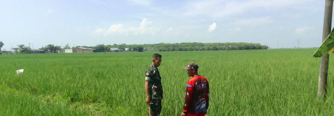 Babinsa Koramil 1605 Sukagumiwang Monitoring dan Pendampingan Pertanian di Desa Cadangpinggan