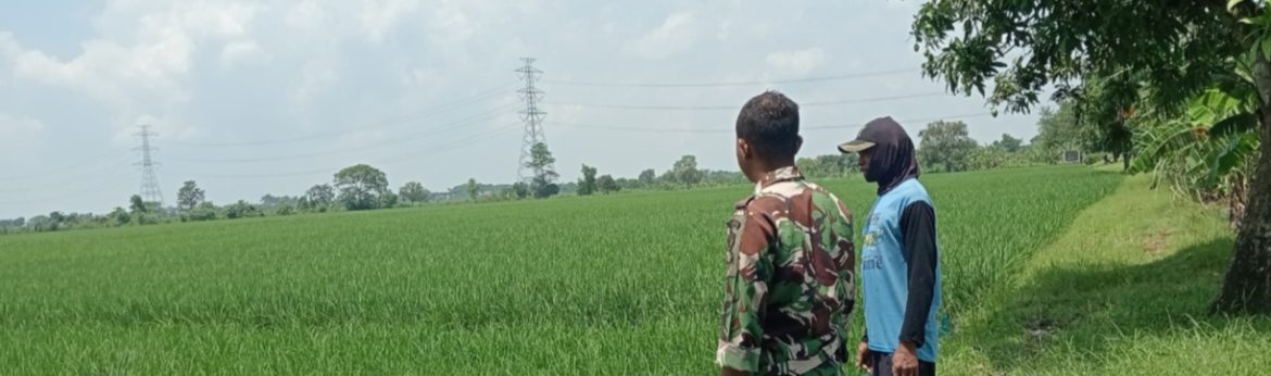 Babinsa Koramil 1603 Lohbener Laksanakan Pendampingan Pertanian di Desa Cidempet