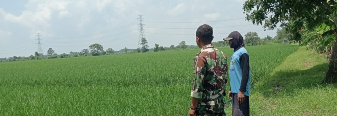 Babinsa Koramil 1603 Lohbener Laksanakan Pendampingan Pertanian di Desa Cidempet