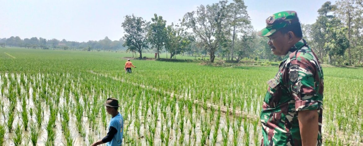 Babinsa Koramil 1605 Sukagumiwang Monitoring Pendampingan Pertanian di Desa Tenajar Lor