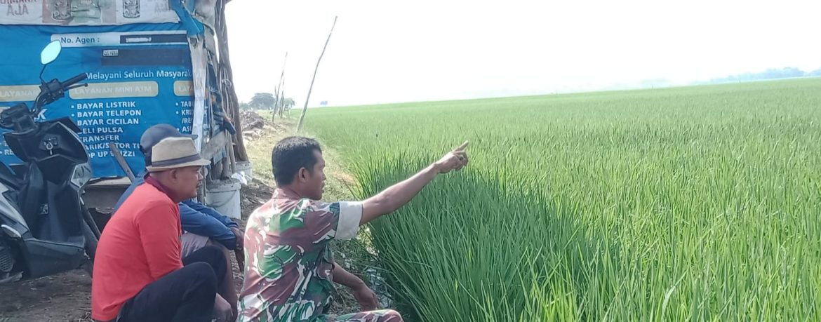 Babinsa Koramil 1605/Sukagumiwang Laksanakan Monitoring dan Pendampingan Pertanian di Desa Larangan Jambe