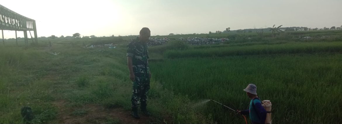 Babinsa Koramil 1605 Sukagumiwang Laksanakan Monitoring dan Pendampingan Pertanian di Desa Gunungsari