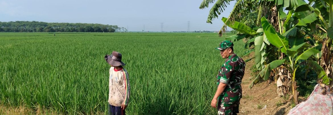 Babinsa Koramil 1605/Sukagumiwang Lakukan Monitoring dan Pendampingan Pertanian di Desa Sukawera