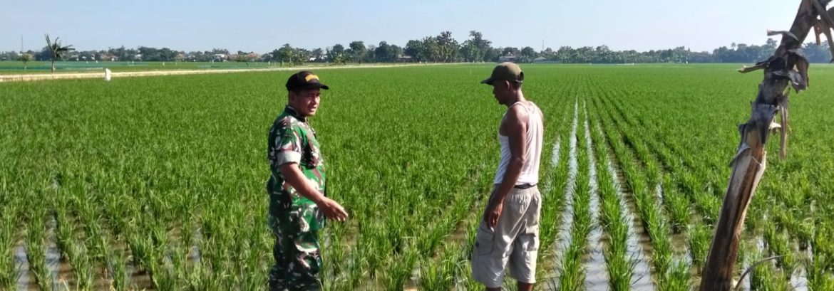 Babinsa Koramil 1603/Lohbener Laksanakan Pendampingan Pertanian di Desa Arahan Lor