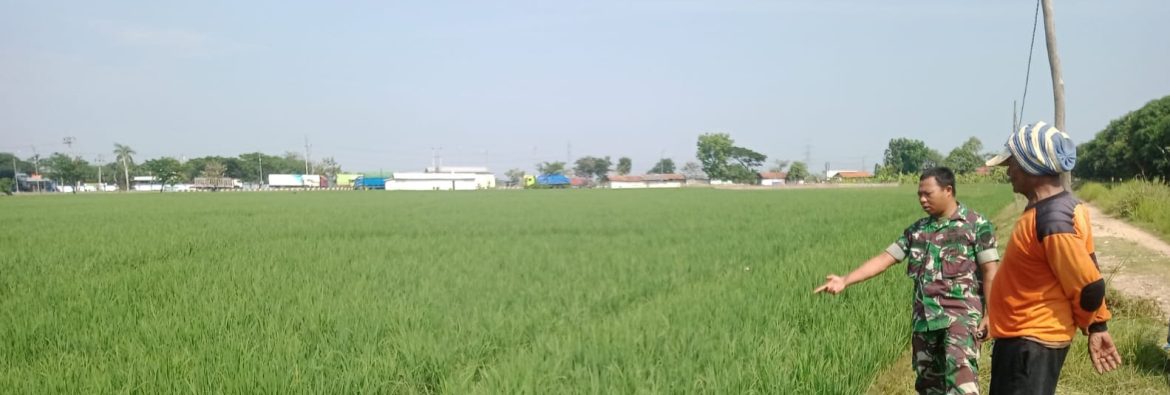 Babinsa Koramil 1605 Sukagumiwang Monitoring dan Pendampingan Pertanian di Desa Jambe