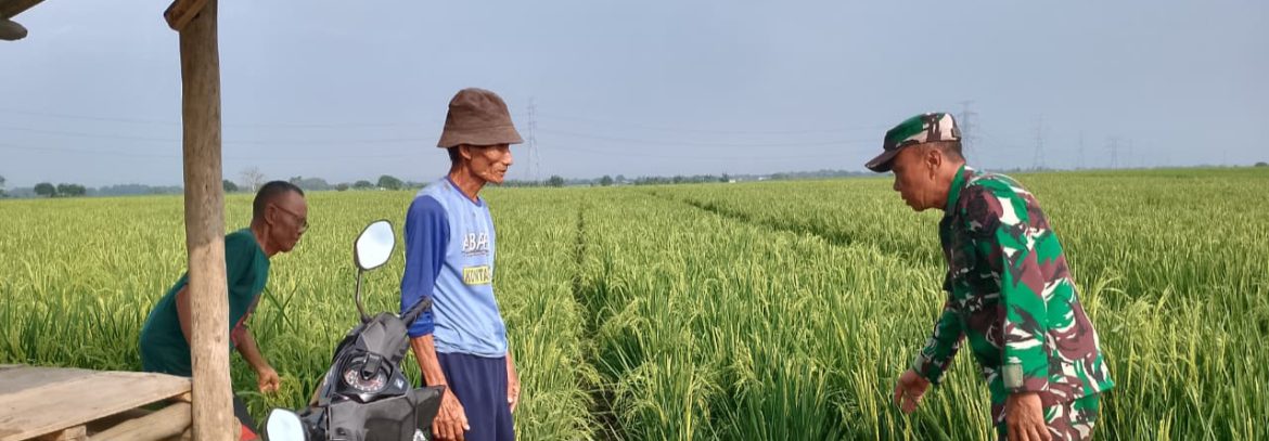 Babinsa Koramil 1605 Sukagumiwang Laksanakan Monitoring dan Pendampingan Pertanian di Desa Tenajar Kidul