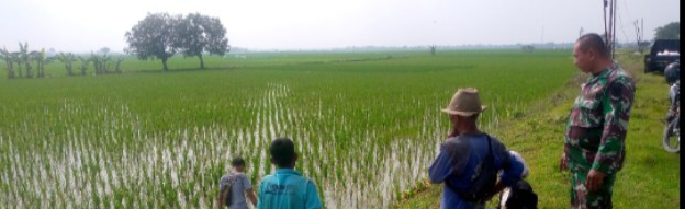 Babinsa Koramil 1603/Lohbener Laksanakan Pendampingan Pertanian di Desa Pranggong