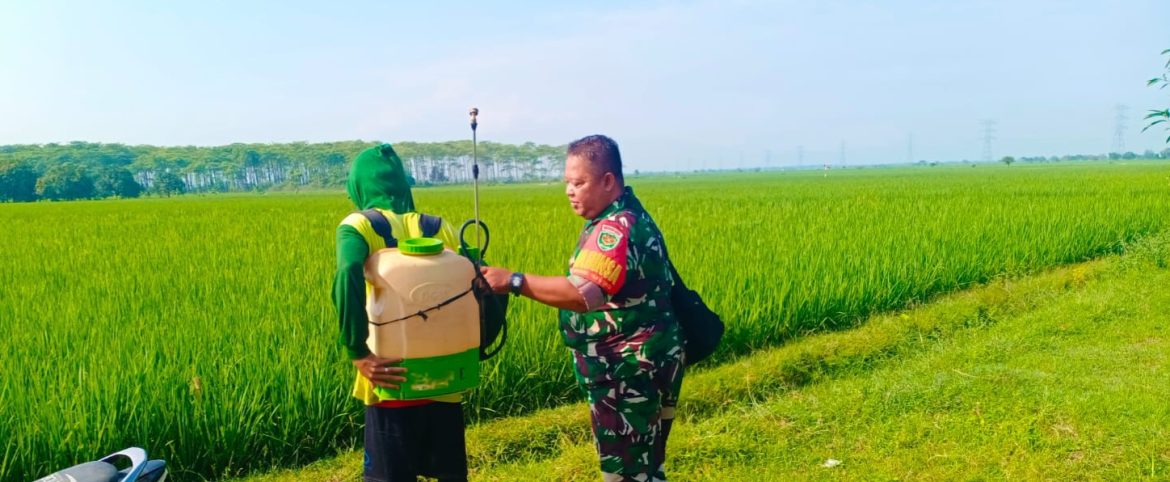 Babinsa Koramil 1605/Sukagumiwang Laksanakan Monitoring dan Pendampingan Pertanian di Desa Sukagumiwang