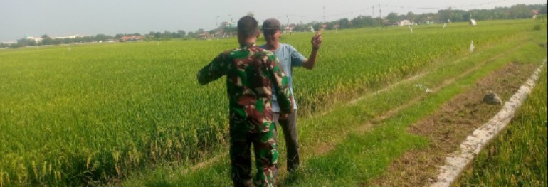 Babinsa Koramil 1603/Lohbener Laksanakan Pendampingan Pertanian di Desa Tawangsari