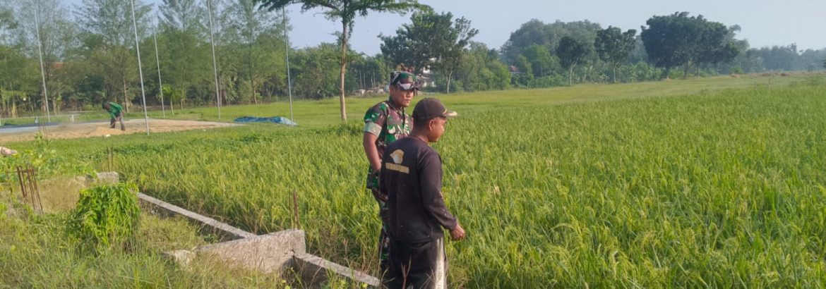Babinsa Koramil 1605 Sukagumiwang Laksanakan Monitoring dan Pendampingan Pertanian di Desa Cibeber