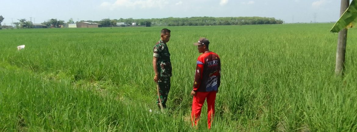 Babinsa Koramil 1605 Sukagumiwang Laksanakan Monitoring dan Pendampingan Pertanian di Desa Cadangpinggan