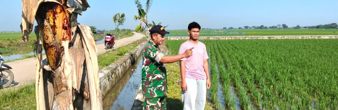 Babinsa Koramil 1603/Lohbener Dampingi LTT Padi di Desa Arahan Lor
