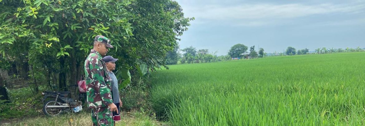 Babinsa Koramil 1605 Sukagumiwang Intensifkan Monitoring dan Pendampingan Pertanian di Desa Jengkok