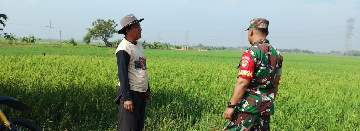 Babinsa Koramil 1605/Sukagumiwang Monitoring dan Pendampingan Pertanian di Desa Kliwed