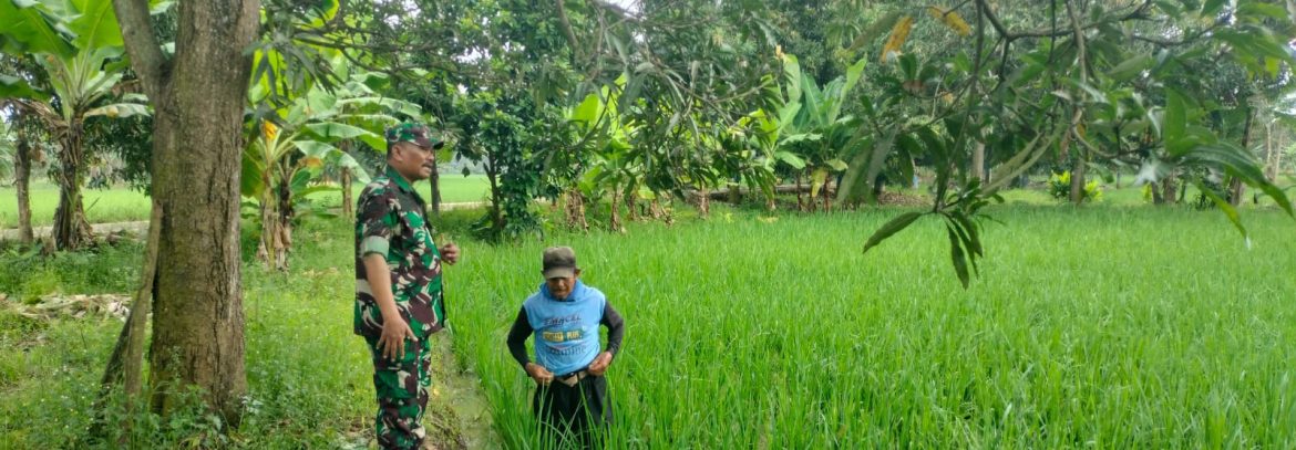 Babinsa Koramil 1605 Sukagumiwang Laksanakan Monitoring dan Pendampingan Pertanian di Tenajar Lor
