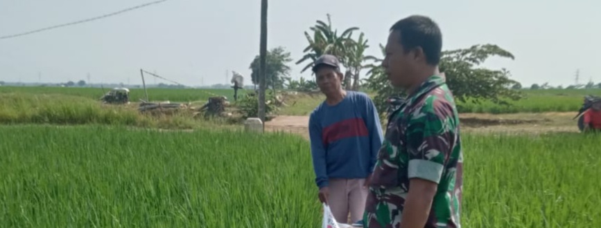 Babinsa Koramil 1605/Sukagumiwang Monitoring dan Dampingi Petani di Desa Jambe