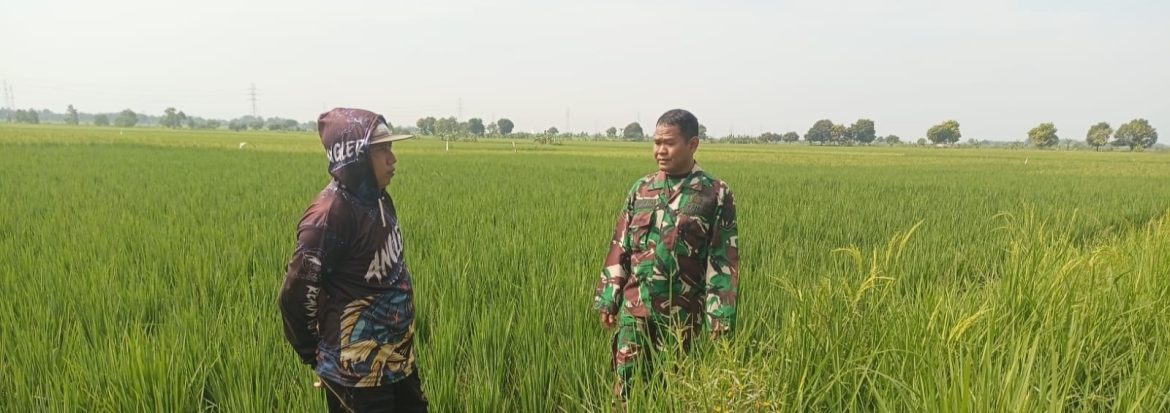 Babinsa Koramil 1605 Sukagumiwang Monitoring dan Dampingi Petani di Desa Jambe