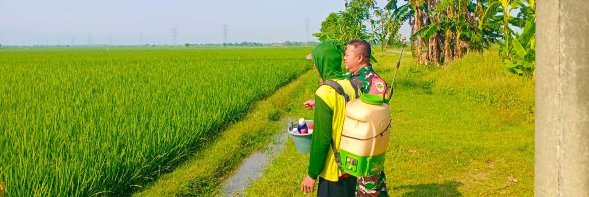 Babinsa Koramil 1605 Sukagumiwang Lakukan Monitoring dan Pendampingan Pertanian di Desa Sukagumiwang