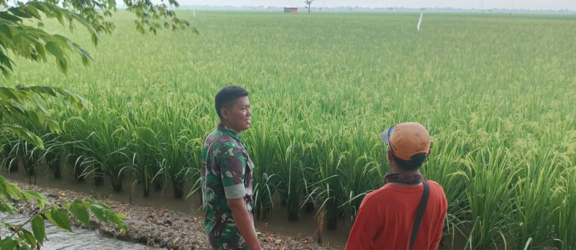 Babinsa Koramil 1603/Lohbener Dampingi Penanaman Padi di Desa Arahan Kidul