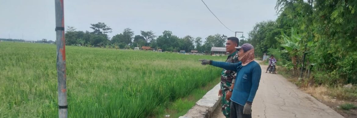 Babinsa Koramil 1602 Sindang Dampingi Panen Padi di Desa Rambatan Wetan, Dukung Ketahanan Pangan