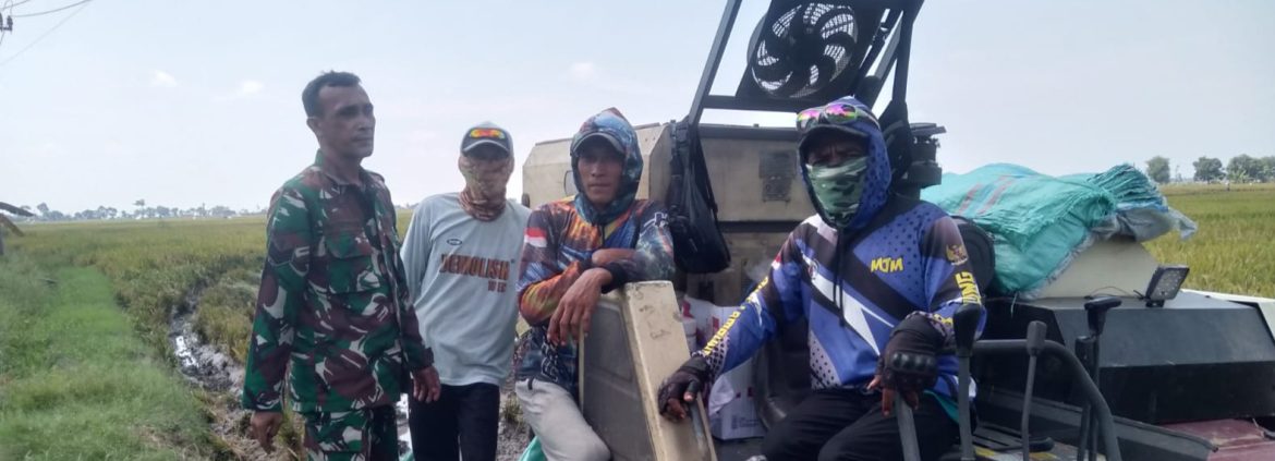 Babinsa Koramil 1602 Sindang Dampingi Percepatan Panen di Desa Panyindangan Kulon