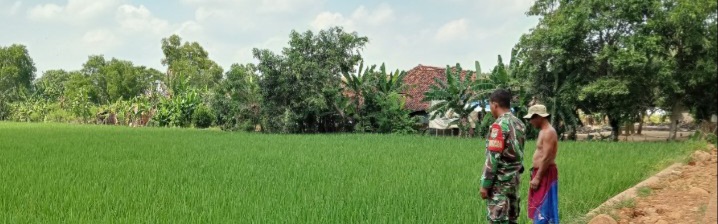 Babinsa Koramil 1603 Lohbener Dampingi Kegiatan Pertanian di Desa Cidempet