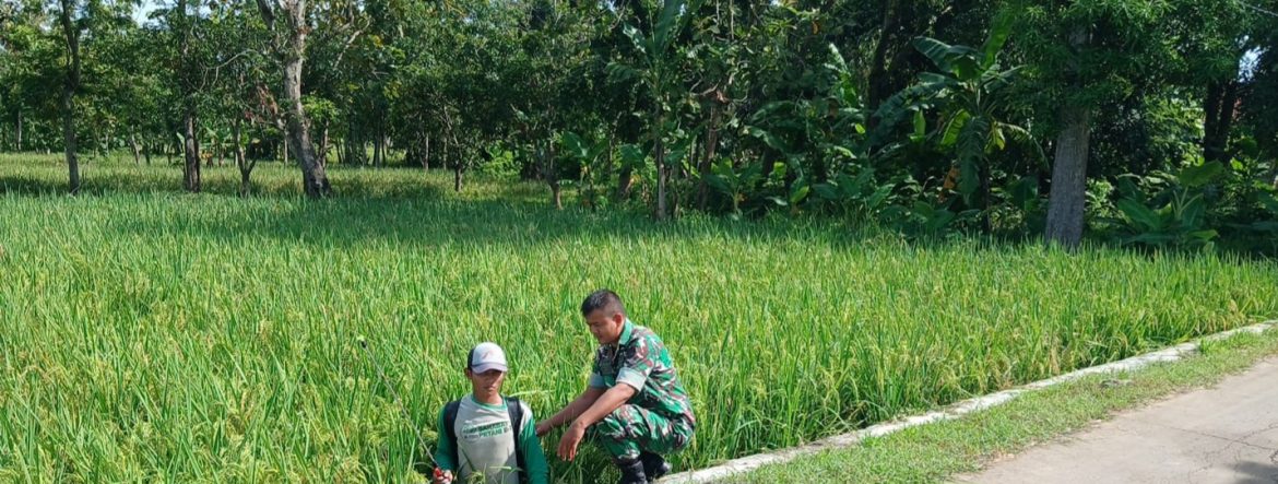 Babinsa Koramil 1605/Sukagumiwang Monitoring dan Dampingi Petani di Desa Gedangan