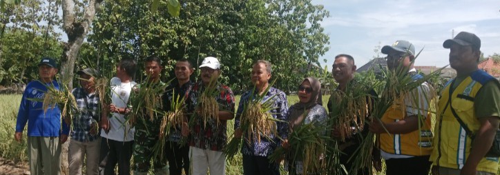 Babinsa Koramil 1601/Indramayu Dampingi Ubinan Demplot IPHA di Desa Sudimampir
