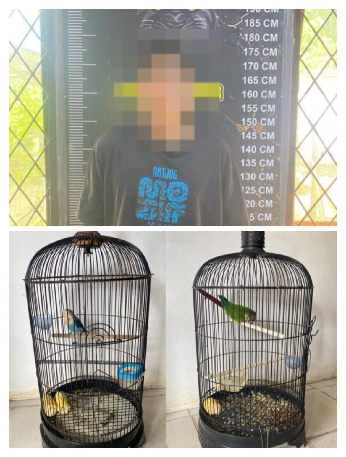 Catut Kesempatan Saat Memberi Makan, Pria di Banyuasin Diduga Curi Burung Lovebird dan Conure Senilai Rp17 Juta