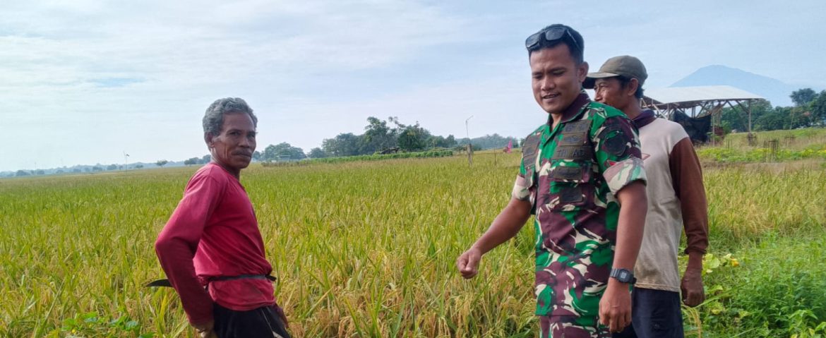 Babinsa Koramil 1605/Sukagumiwang Laksanakan Monitoring dan Pendampingan Pertanian di Desa Cibeber