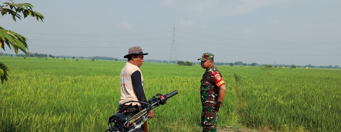 Babinsa Koramil 1605 Sukagumiwang Monitoring dan Pendampingan Pertanian di Desa Kliwed