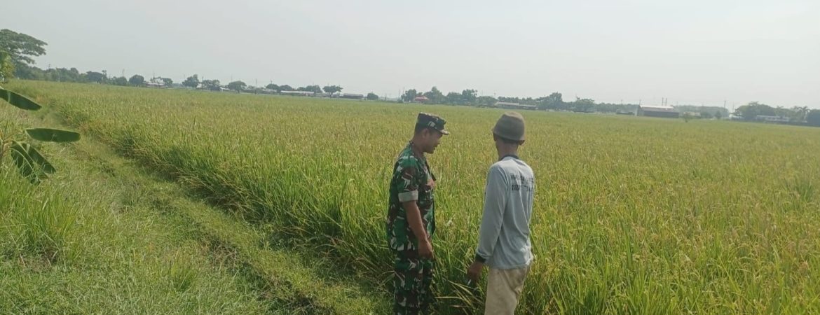 Babinsa Koramil 1605 Sukagumiwang Lakukan Monitoring dan Pendampingan Pertanian di Desa Manguntara
