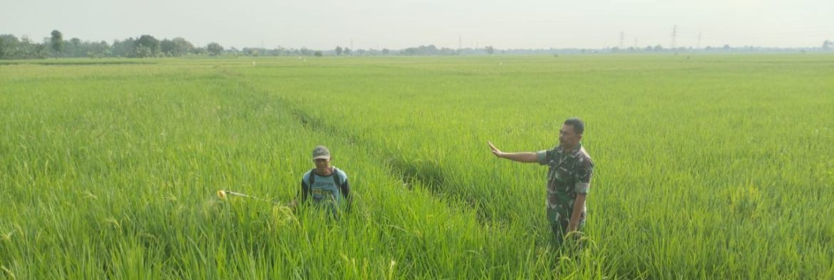 Babinsa Koramil 1605/Sukagumiwang Lakukan Monitoring dan Pendampingan Pertanian di Desa Tenajar Lor