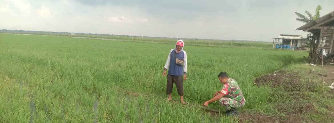Babinsa Koramil 1602/Sindang Dampingi Petani Wanantara Atasi Serangan Hama Sundep