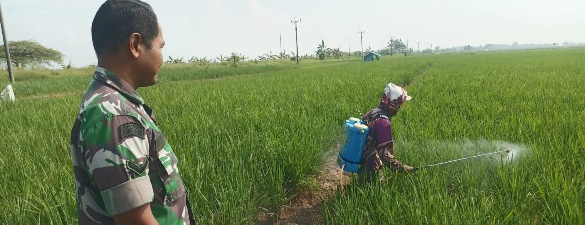 Babinsa Koramil 1605 Sukagumiwang Laksanakan Monitoring dan Pendampingan Pertanian di Desa Manguntara