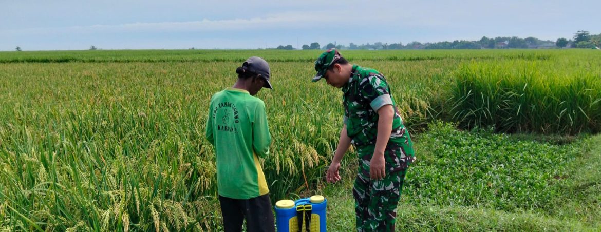 Babinsa Koramil 1605 Sukagumiwang Monitoring dan Dampingi Petani di Desa Sukawera