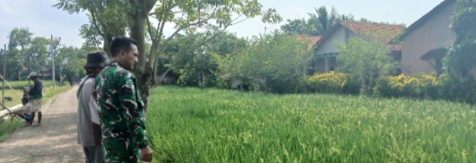 Babinsa Koramil 1605 Sukagumiwang Monitoring dan Dampingi Petani di Desa Tulungagung