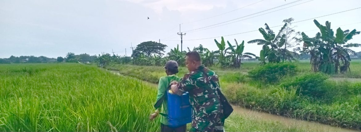 Babinsa Koramil 1605 Sukagumiwang Monitoring dan Dampingi Petani Musim Rendeng