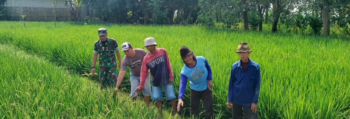 Babinsa Koramil 1605 Sukagumiwang Monitoring dan Dampingi Petani di Desa Tenajar Kidul