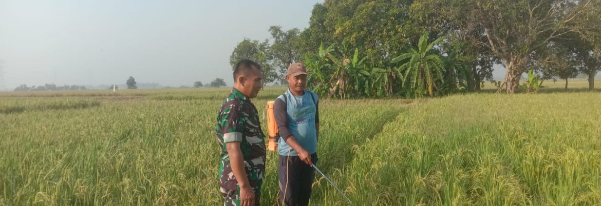 Babinsa Koramil 1605 Sukagumiwang Monitoring dan Pendampingan Pertanian di Desa Gunungsari