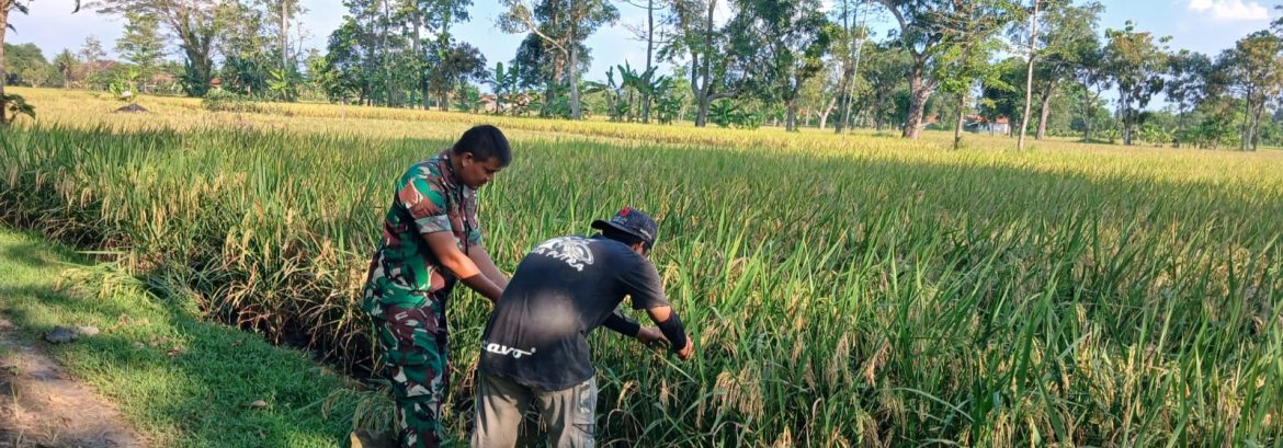 Babinsa Koramil 1605/Sukagumiwang Monitoring dan Pendampingan Pertanian di Desa Gedangan