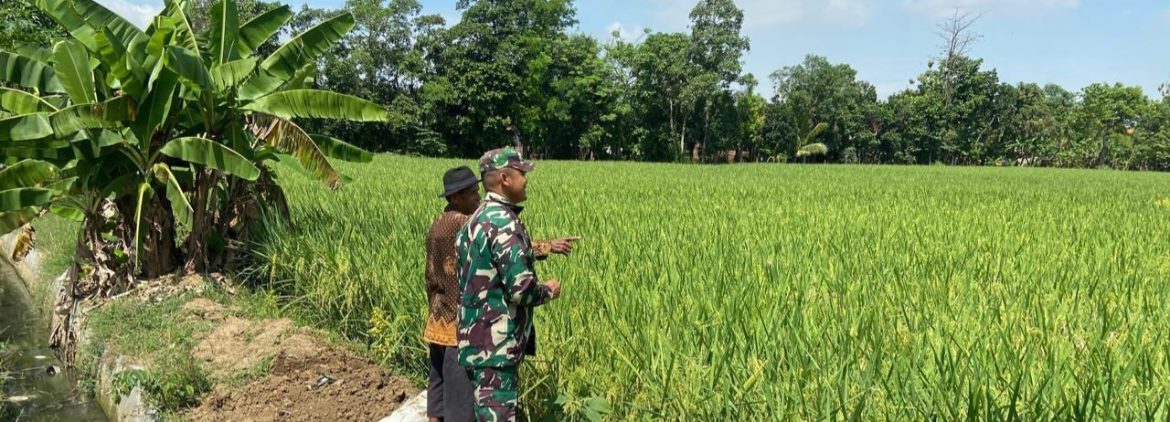 Babinsa Koramil 1605 Sukagumiwang Monitoring dan Pendampingan Pertanian di Desa Jengkok