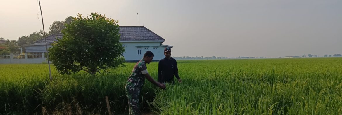 Babinsa Koramil 1605 Sukagumiwang Monitoring dan Pendampingan Pertanian di Desa Lemahayu
