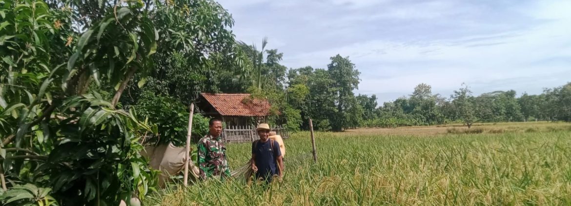 Babinsa Koramil 1605 Sukagumiwang Monitoring dan Pendampingan Pertanian di Desa Jambe